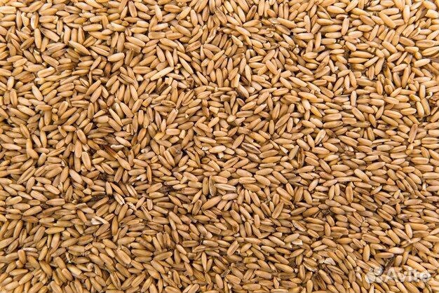 Зерно пшеница ячмень