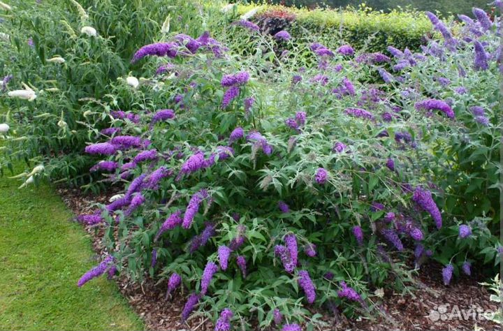 Будлея, рябинник, калина