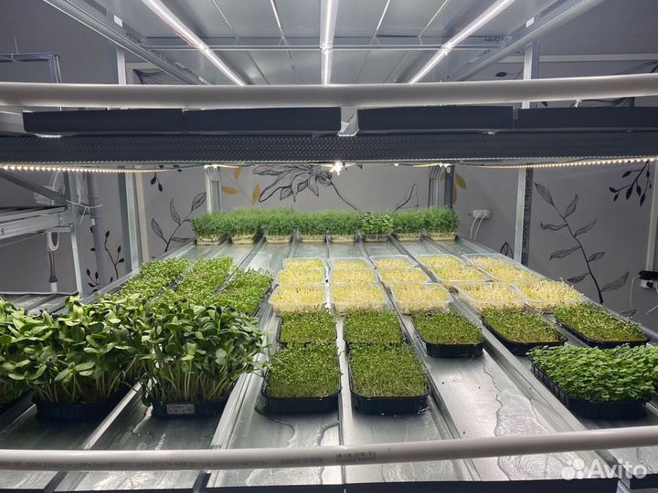 Полки стеллажа для микрозелени