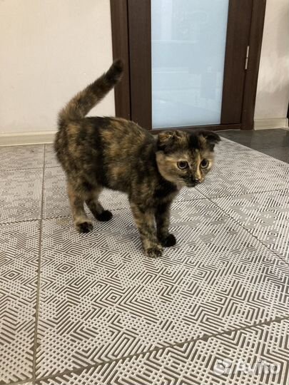 Вислоухая кошечка