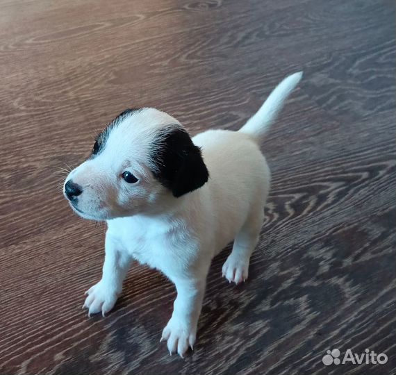 Щенки джек Рассел терьер гладкошерстный