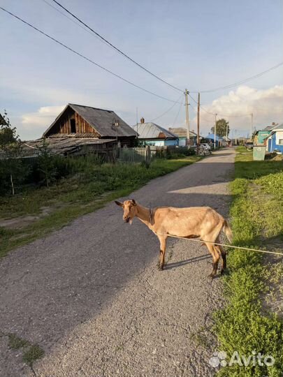 Продам чистопородных козу и козла