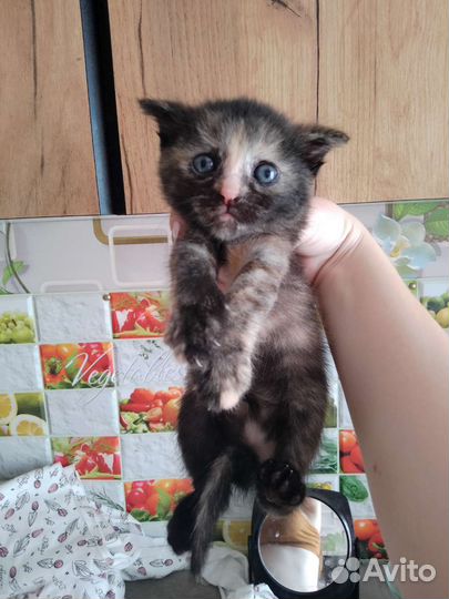 Котенок