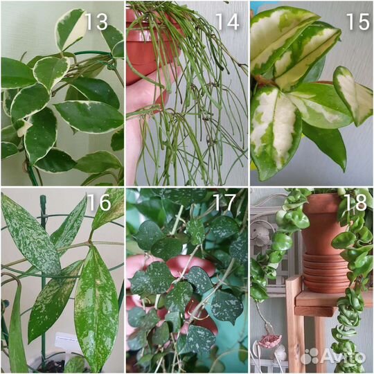 112 сортов Хойи на срез/укоренение