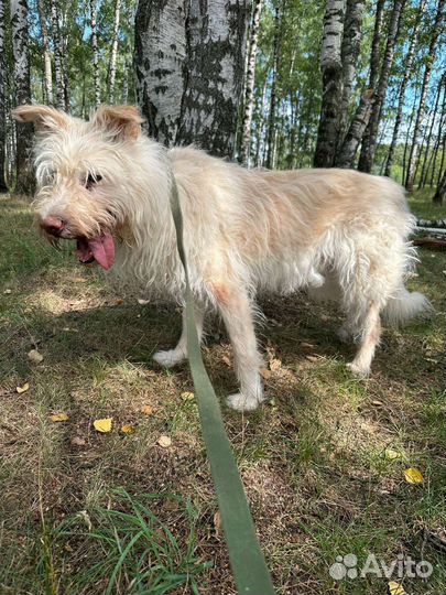 Красавец Албу надеется на чудо