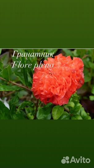 Гранат комнатный, гранатник