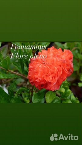 Гранат комнатный, гранатник