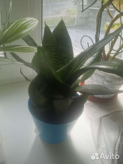 Сансевиерия