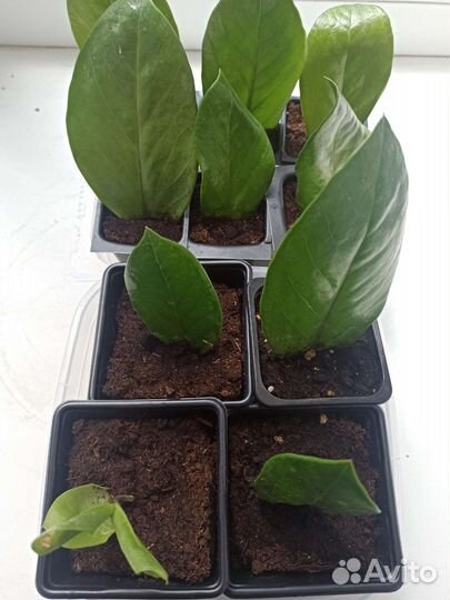 Замиокулькас листочки