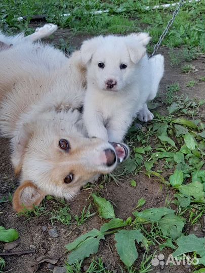 Щенок в добрые руки