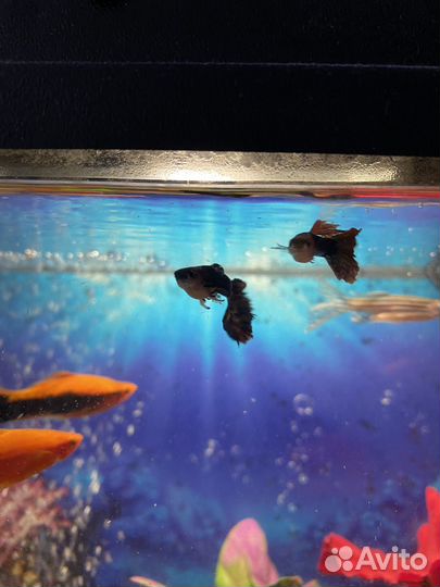 Мальки гуппи