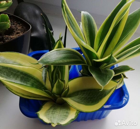 Сансевиерия