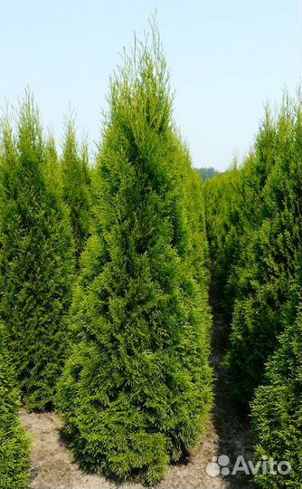 Туя смарагд премиум