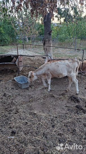 Корова дойная с теленком