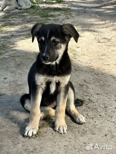 Щенок в добрые руки бесплатно