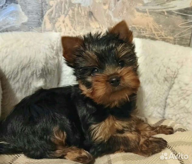 Йоркширский терьер большой выбор щенков