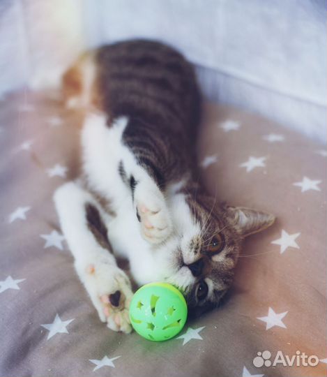 Нежная игривая Лиззи очень контактная и ласковая