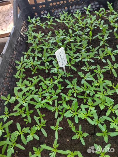 Рассада бархатцев