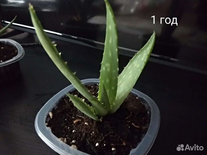 Алоэ лечебный