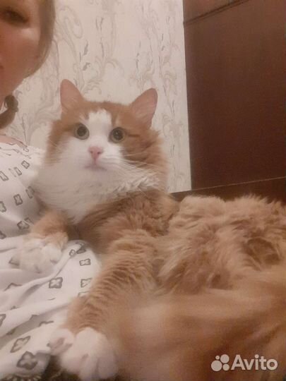 Сверхласковый рыжий пушистый кот 1 год