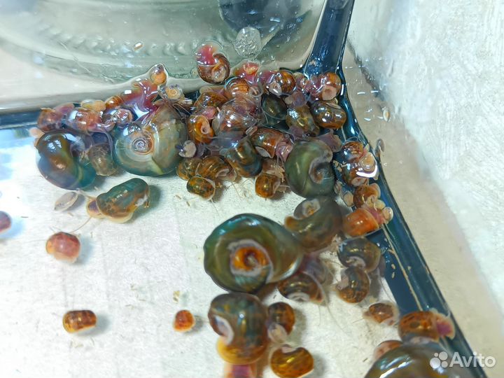 Улитка катушка