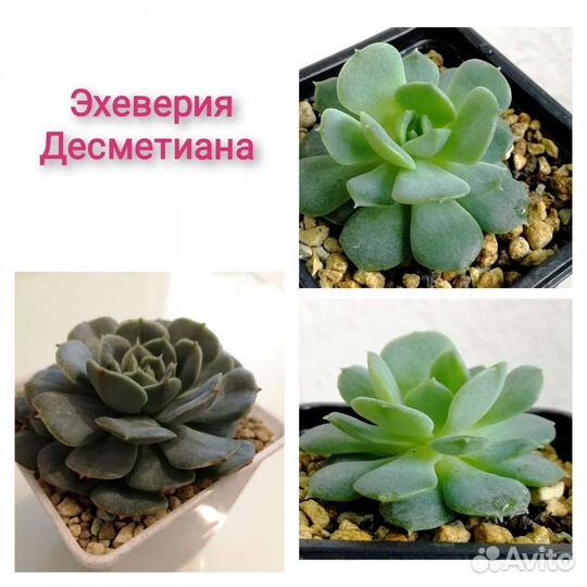 Суккуленты,эхеверии (эчеверии), хавортии