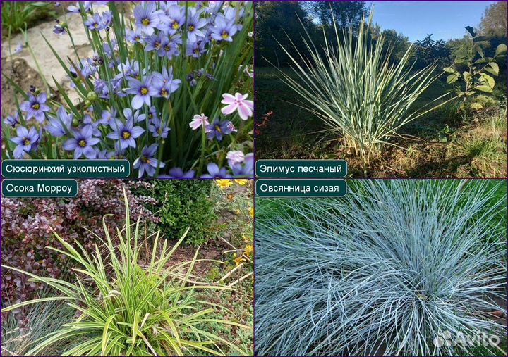 Многолетники