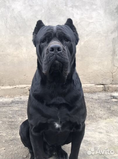 Кане Корсо