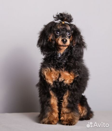 Щенок карликового пуделя