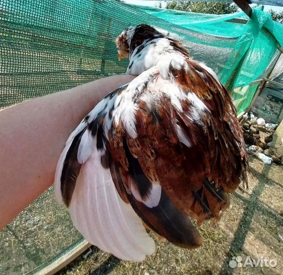 Куры цыплята