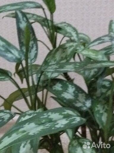 Шикарная домашняя аглаонема