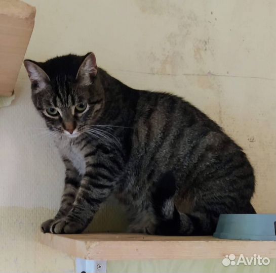 Молодая кошечка Грейс Келли ищет семью