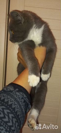 Котики бесплатно