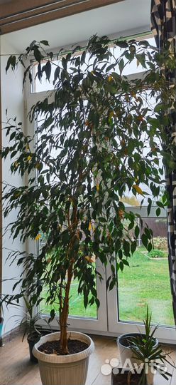 Бенджамина