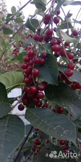 Саженцы красной черемухи, шиповника, сирени