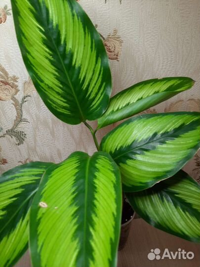 Калатея Бьюти стар