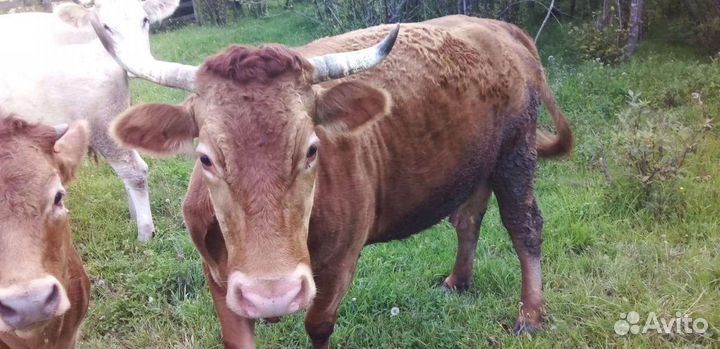 Коровы