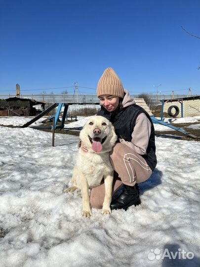 Добрый молодой пёс ищет дом