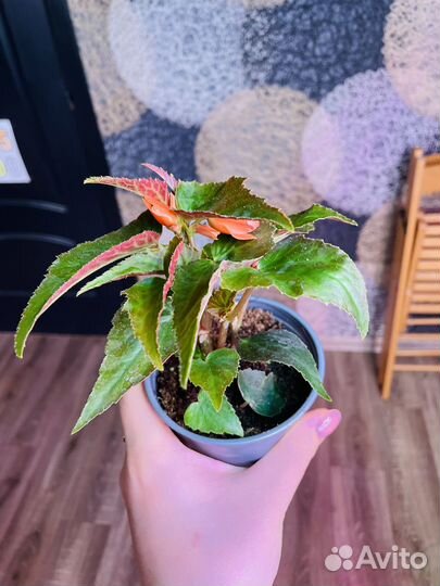 Бегония беллекония ампельная