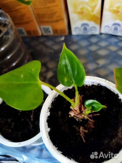 Комнатные растения цветы