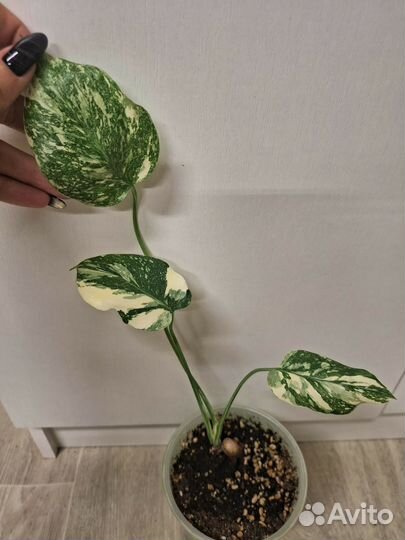 Монстера Вайт сноу