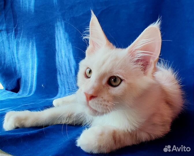 Мейн-кун высокое красное серебро