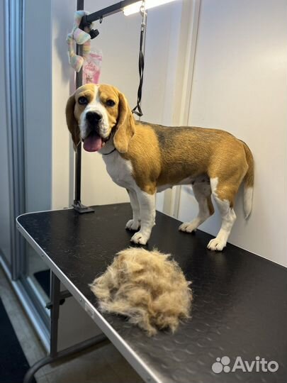 Стрижка собак, экспресс-линька, ЖК Самолет