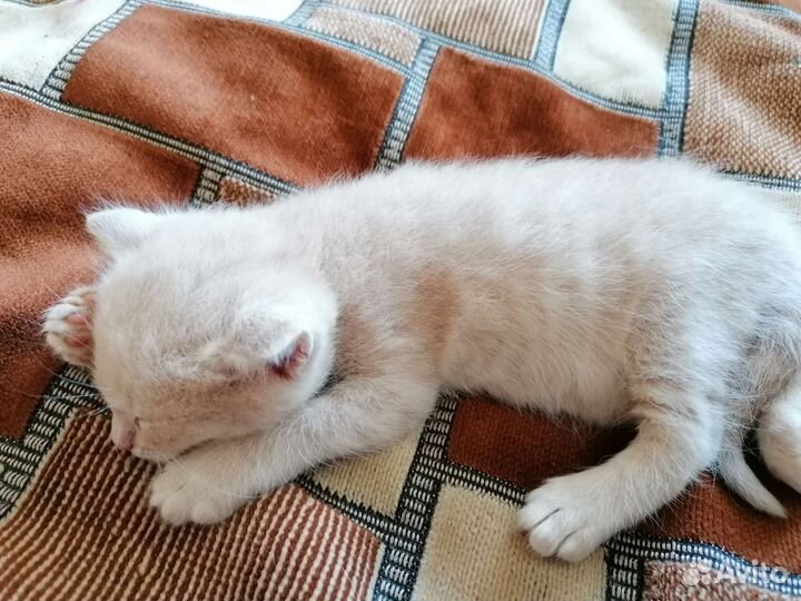 Отдам бесплатно