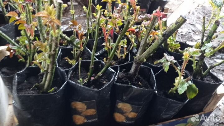 Кустовые розы саженцы