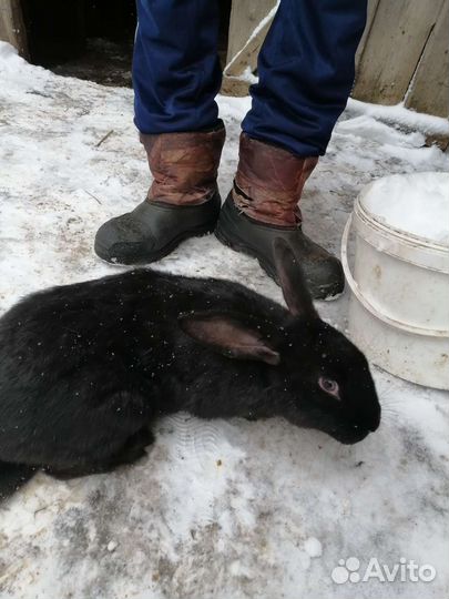 Кролик