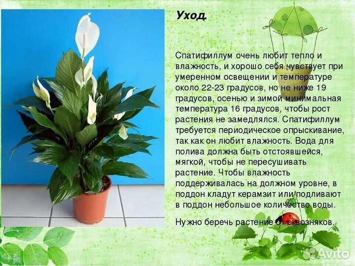 Спатифиллум