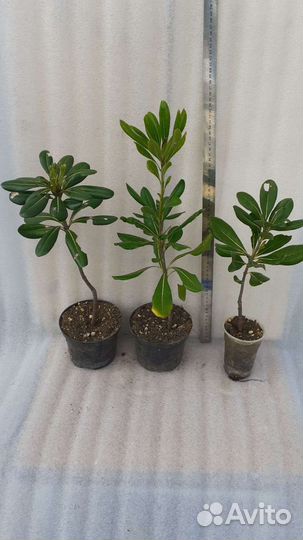 Питтоспорум (смолосемянник)