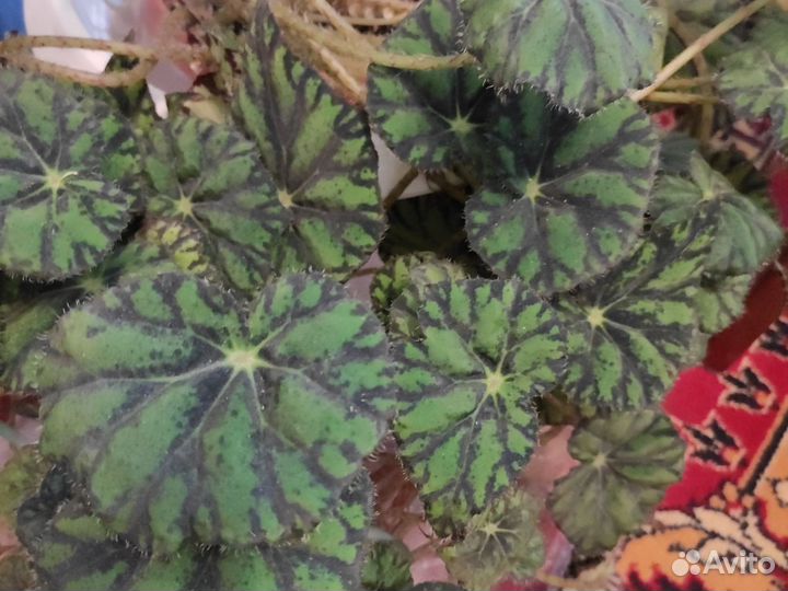 Бегония тигровая