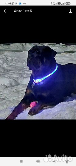 Щенки ротвейлера